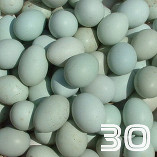  乌鸡绿壳蛋 初生蛋30枚  最适合宝宝和孕妇的头窝蛋 江浙沪皖包邮