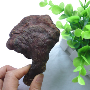  ［鑫喆］长白山野生灵芝23克 纯野生赤芝 31号