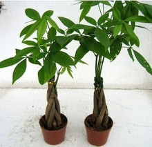 花卉 盆栽 植物 绿色植物 小发财树 办公室最佳选择