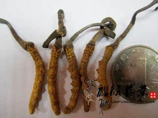  精选正宗西藏冬虫夏草 5条/克 批发产地虫草 自用必备