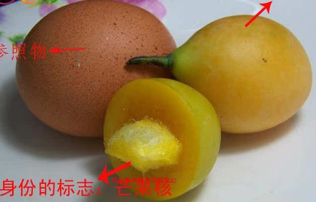 新品媲美荔枝泰国枇杷芒果苗芒果树苗木特色苗