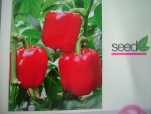 寿光蔬菜 彩椒 荷兰进口红方椒种子 荷兰佳丽f1