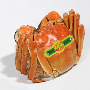  八神牌阳澄湖大闸蟹 直销专卖 特价公蟹 3.5-3.7两 满8只包邮