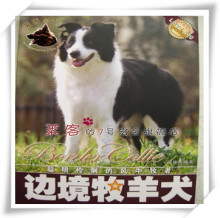 训犬书 边境牧羊犬 正版彩页养犬书 爱犬系列从书