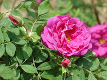 2011有机饱和玫瑰纯露花水120ml美白保湿爽肤天然正分装