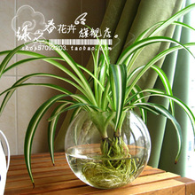 1A 水培花卉/金心吊兰/甲醛克星/净化空气植物/居家必备盆栽