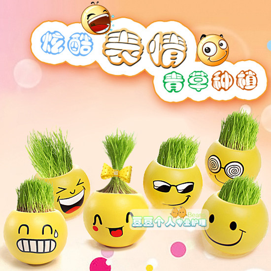 DIY办公室迷你植物 青草种植QQ表情 QQ表情栽培草头娃娃