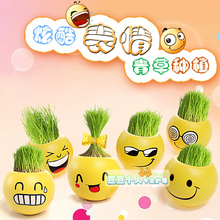 DIY办公室迷你植物 青草种植QQ表情 QQ表情栽培草头娃娃