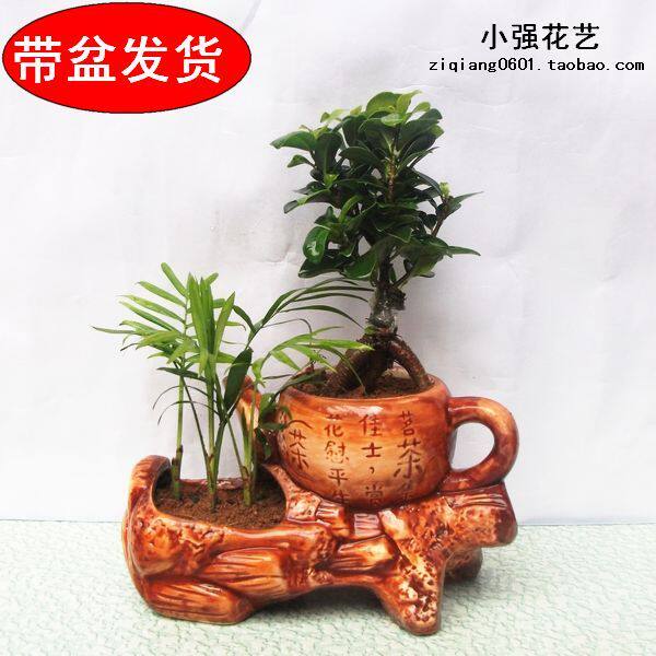 小发财树 花卉盆栽 室内办公室 盆景 绿色植物 花好月圆 陶瓷花盆