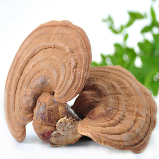  鑫喆 长白山半野生灵芝 赤芝 带粉灵芝 500克