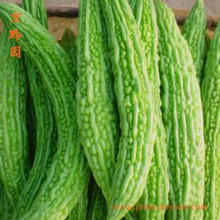  【京黔园】绿色食品优质蔬菜 苦瓜 北京买菜当天送到家