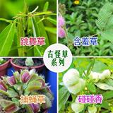 【双皇冠】[K784] 古怪草-捕蝇草/跳舞草/碰碰香/含羞草/迷你植物