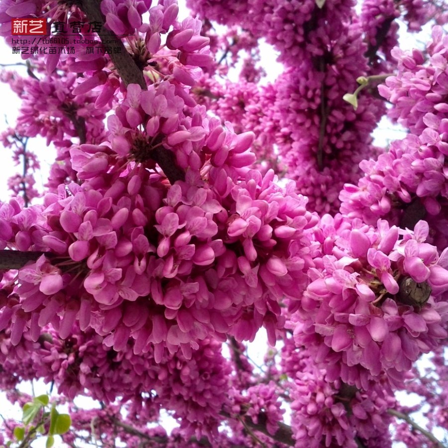 绿化苗紫荆花苗紫荆树苗独干丛生紫荆满条红紫荆花紫荆花灌木树苗在类目 鲜花速递/花卉仿真/绿植园艺, 花园植物/行道树/果树, 观叶 /花灌木中 - 来自Buy2taobao.com提供专业的淘宝代购服务