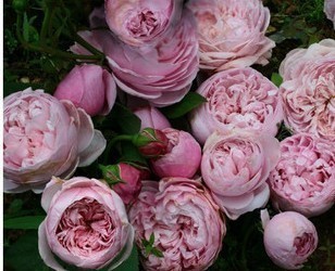 季花苗-欧月Spirit of Freedom 自由精神月季苗