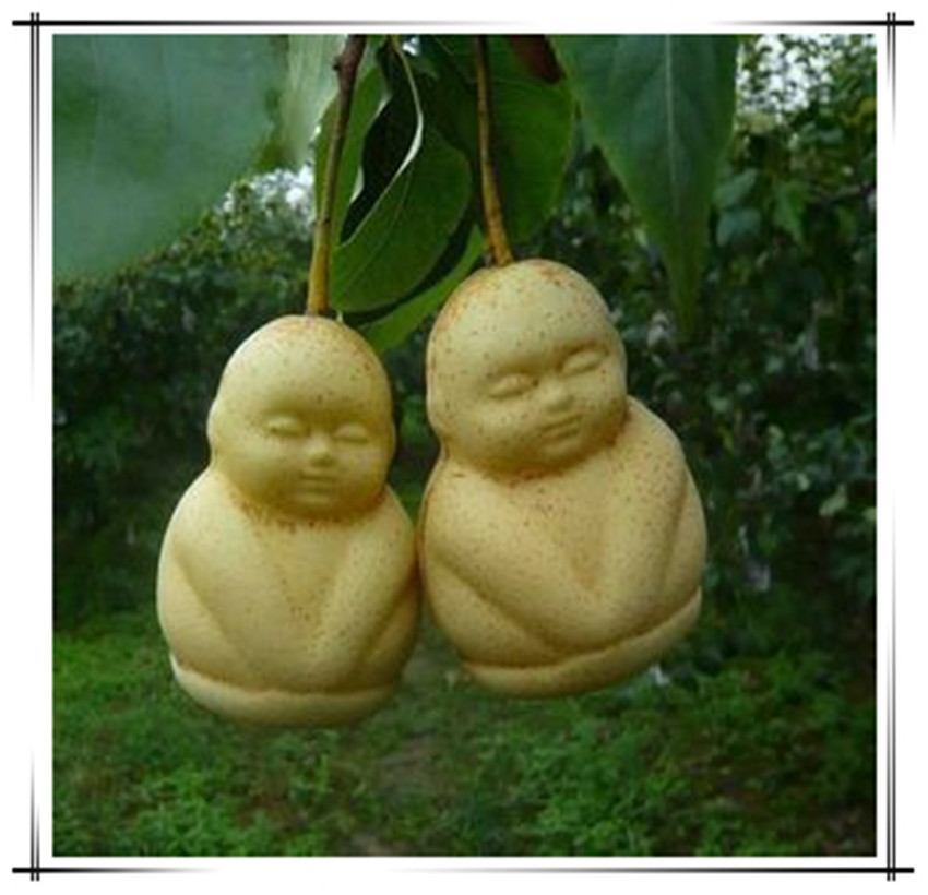 人形人参果树苗人生果苗人参果娃娃长寿果苗人