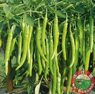  沃庄园 精品杭椒500g，新鲜蔬菜，今日特价秒杀菜市场生鲜超市