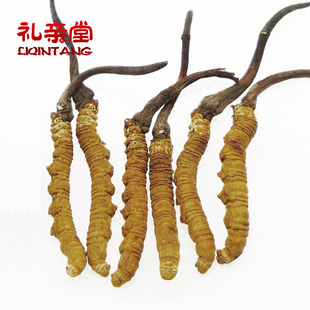  【礼亲堂】 西藏那曲冬虫夏草 12年极品王级虫草 2条/克