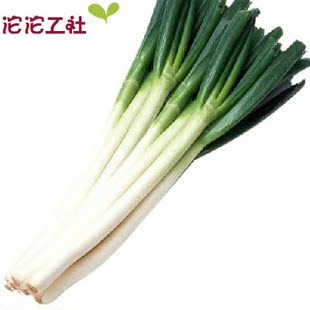  【沱沱工社】有机大葱约重500g 限北京六环内购买