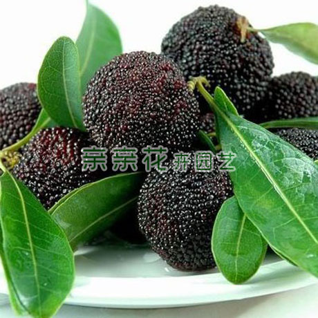 果树苗木 杨梅树苗新品种--荸荠种杨梅苗 紫黑色似荸荠,汁多味浓|ruв категории доставка цветов/цветок моделирования/растения садоводства, садовое растение/даосское дерево/фруктовых деревьев, фруктовых деревьев - от Buy2taobao.com для оказания профессиональной услуги покупки агента Taobao