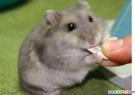 紫仓仓鼠可爱小宠物仓鼠宝宝活体情侣宠物江浙沪皖一对包邮包活-淘宝网