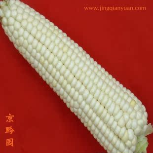  【京黔园】绿色食品优质蔬菜 糯玉米 包谷 北京买菜当天送到家