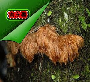 药根新鲜猴姜 野生骨碎补 毛姜 申姜爬岩姜 脱发