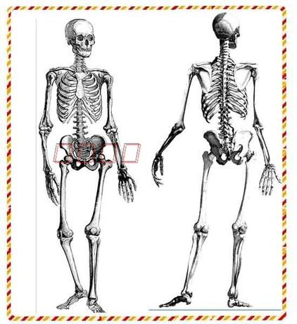 人体解剖高尺寸图片 人体姿态速写素描动漫绘