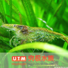 【究极水族】黑壳虾 除藻虾 工具虾 广东米虾 除藻虾 观赏虾 草虾
