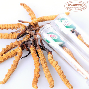  晨曦 虫草 青海玉树 冬虫夏草 正品 礼盒1.8根/1克