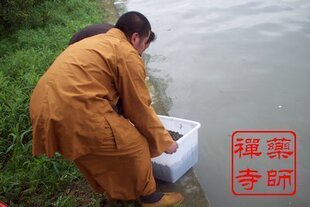 药师寺 农历三月初三(4月5日) 清明节 放生祈福 功德殊胜