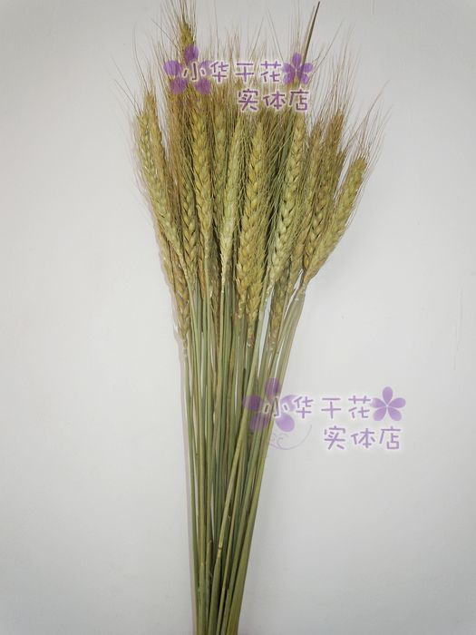 云南干花天然【麦穗 麦子】田园本色装饰花真花插花客厅小华店在类目 家居饰品, 花瓶/花器/仿真花/仿真饰品, 干花/花瓣/干花包/干树枝中 - 来自Buy2taobao.com提供专业的淘宝代购服务