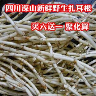  推存 菜市场新鲜现挖野生菜/鱼腥草/折耳根/侧扎 凉拌吃 10斤包邮