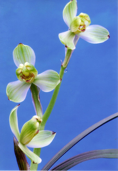 兰花---春剑篇 - 风轻云淡 - 风轻云淡