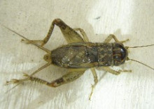 斗蛐蛐蟋蟀活活体斗虫 秋虫斗鸡宁阳特产蛐蛐活体买10包邮