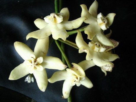 球兰~长叶球兰~,花微香,生长茂盛