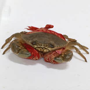  三门青蟹 鲜活海鲜 螃蟹小母蟹 特产水产 单只4-6两