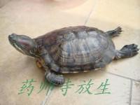 救它一命,功德无量