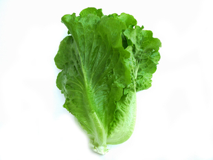  新鲜生菜 意大利生菜 沙拉汉堡必备 当日采摘配送 绿叶蔬菜