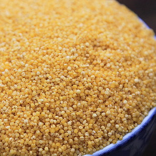  云南农家黄小米500g 非山西金小米 四斤包邮 粗粮五谷杂粮 养胃