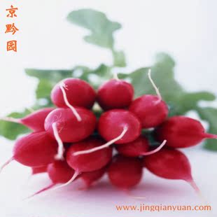  【京黔园】新鲜蔬菜 水萝卜 红萝卜 樱桃萝卜 北京买菜当天送到家