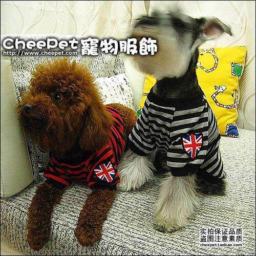 CheePet�����·�