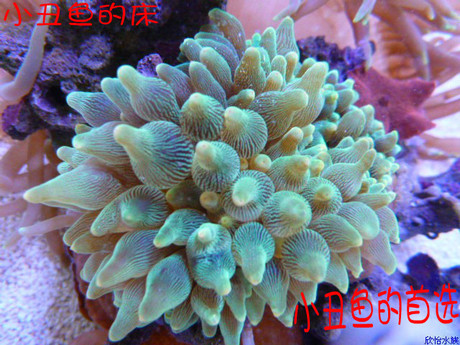 特价海洋生物海水鱼珊瑚观赏鱼活体绿包活奶嘴