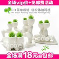 新品恋人魔草植物--(偎依) 盆栽桌上植物 迷你植物 有氧植物 110