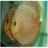 观赏鱼神仙-石雪域盖子豹点红鸽鱼特价进口热