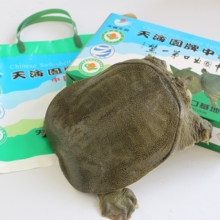 中国名鳖 天海园牌有机中华鳖（生态养殖）三年龄  700g/只