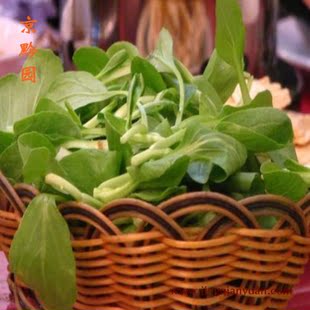  【京黔园】绿色食品新鲜蔬菜 鸡毛菜 青菜 150g 北京买菜当天送