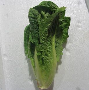  新鲜罗马生菜 罗纹生菜 西餐配料