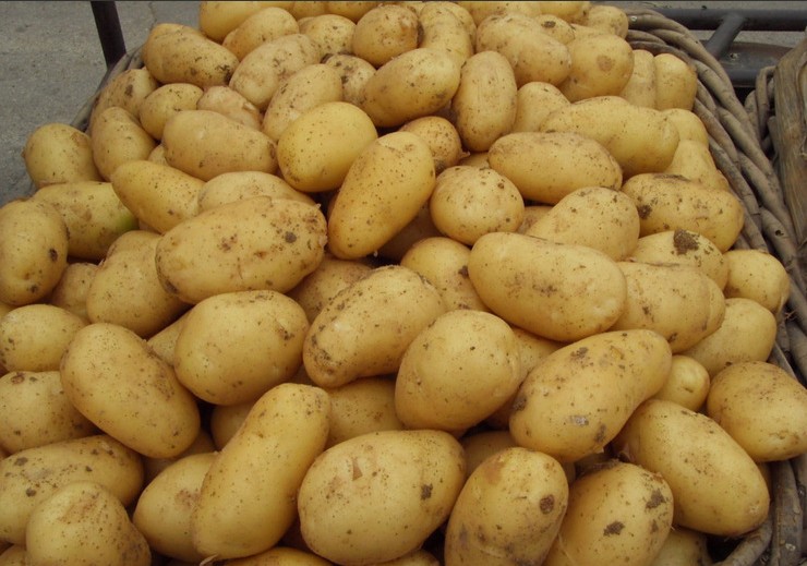 Nanxijiang Farm fresh Potato Potato Fresh vegetables The original ecology green Vegetables in seasonin the Aquatic meat/Fresh fruits and vegetables/Cooked , Fresh vegetables/Vegetable products , Fresh vegetables , Potato category - from Buy2taobao.com to provide professional Taobao agent buy service