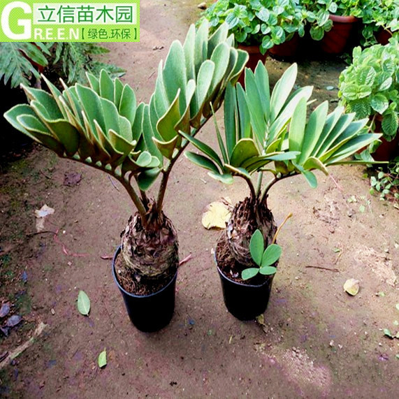 精品盆栽 墨西哥铁树 又名凤尾蕉 非洲铁 净化空气 盆景 优雅大气