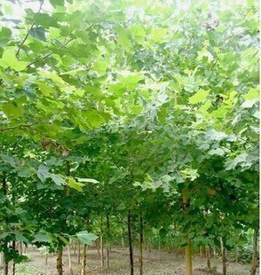 法国梧桐树法桐树绿化苗木法桐树苗小苗法桐苗